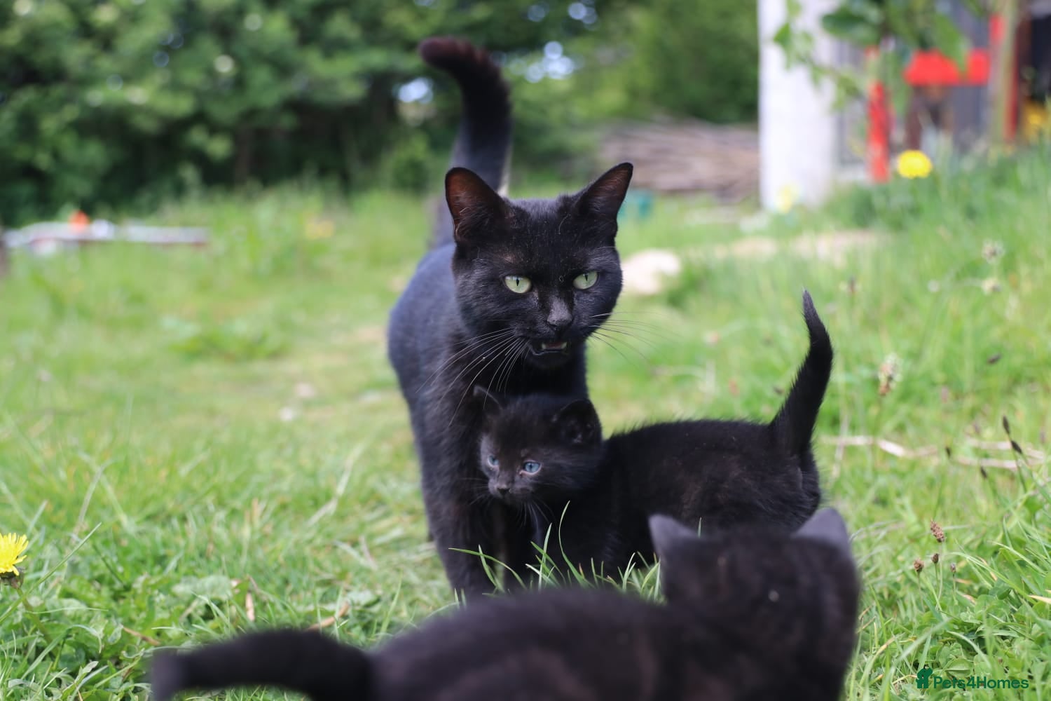 Mixed Breed cats Playful kittens  - Advert 10