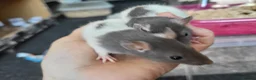 Rat rodents for sale: Friendly blue litter - Advert 2