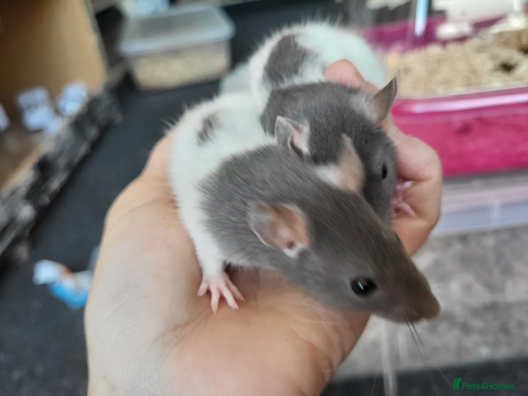 Rat rodents for sale: Friendly blue litter - Advert 2