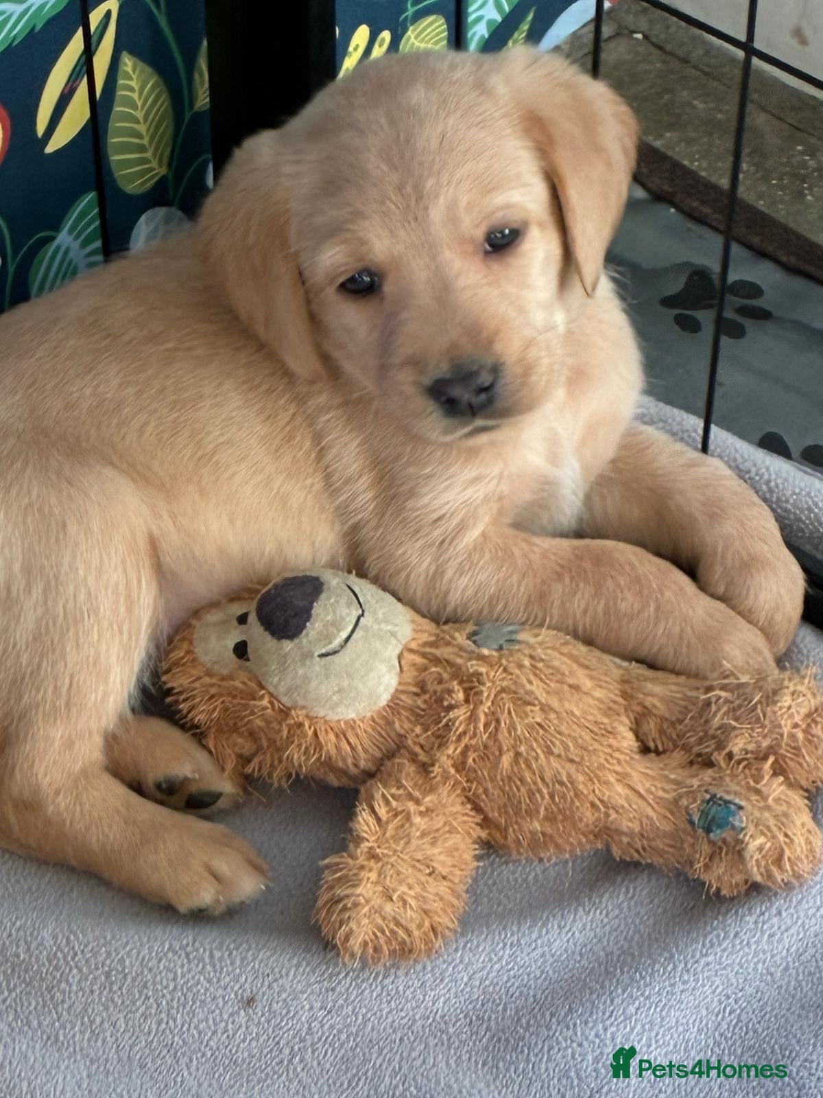 Mixed Breed dogs Goldador - Advert 4