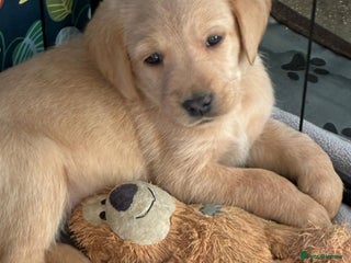 Mixed Breed dogs Goldador - Advert 15