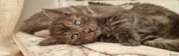Mixed Breed cats for sale: Marble Bengal x Maine Coon kittens in New Milton - Advert 23