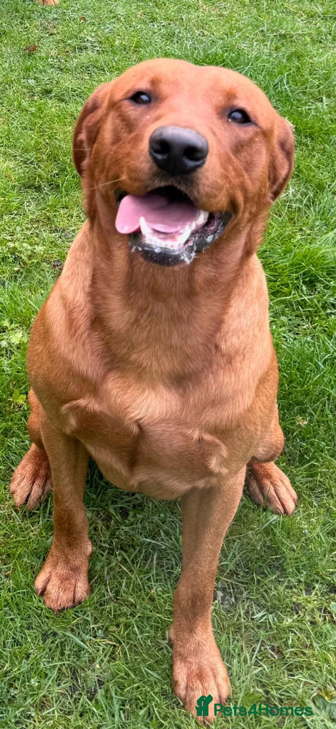 Labrador Retriever dogs for sale: Beautiful Fox Red Labrador Pups - Advert 7