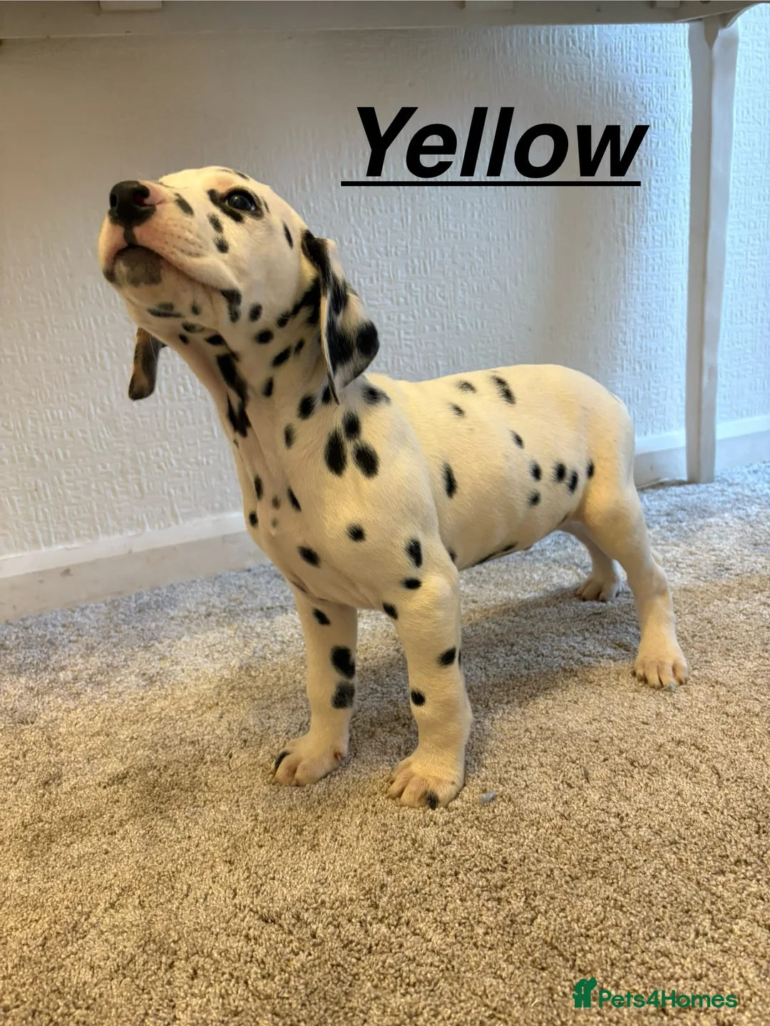Dalmatian dogs for sale: 5 gen KC Dalmatians AVAILABLE NOW - Advert 30