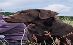 Labrador Retriever dogs for stud: Gorgeous chocolate Labrador  - Image 3