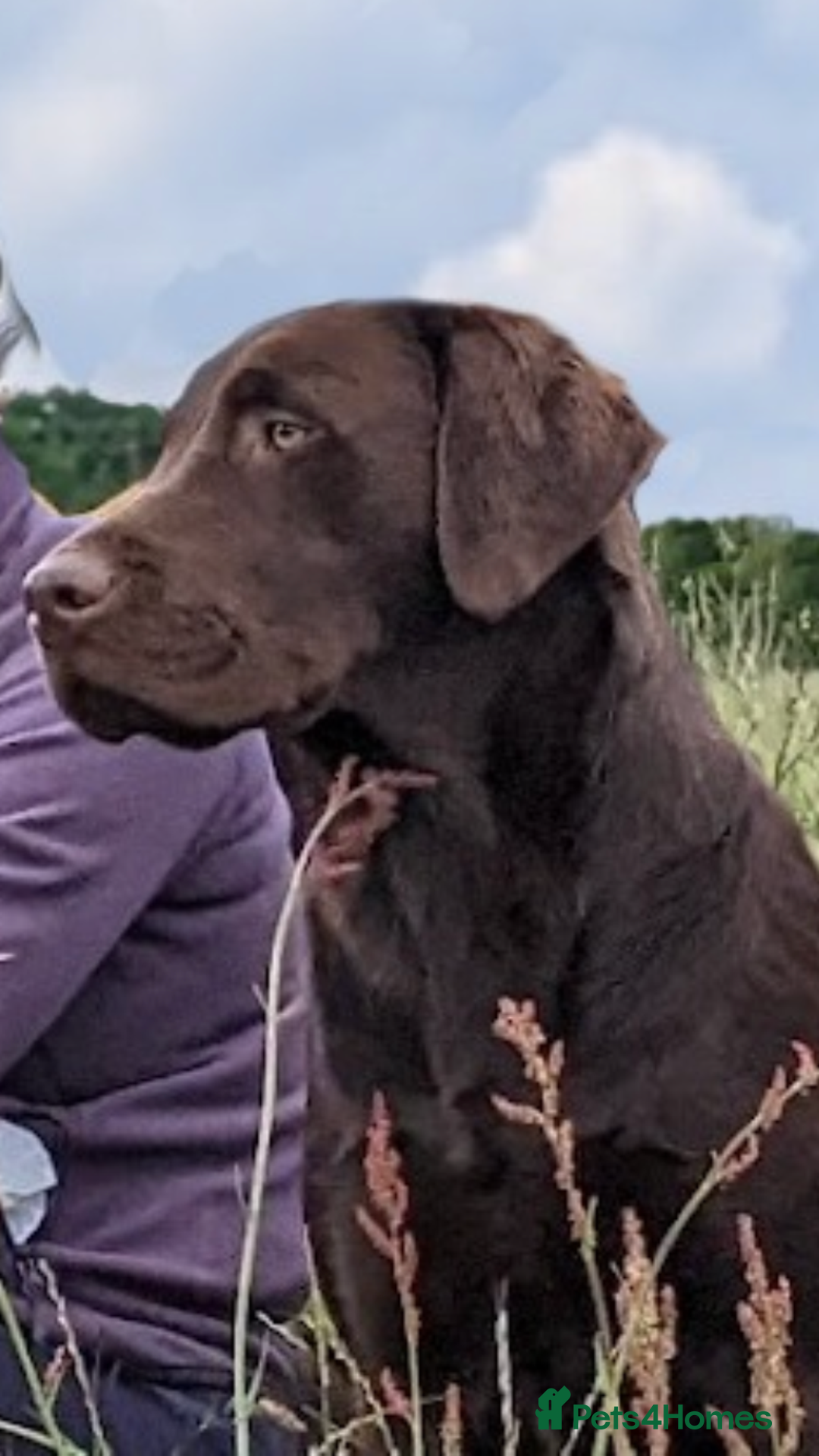 Labrador Retriever dogs for stud: Gorgeous chocolate Labrador  - Image 3