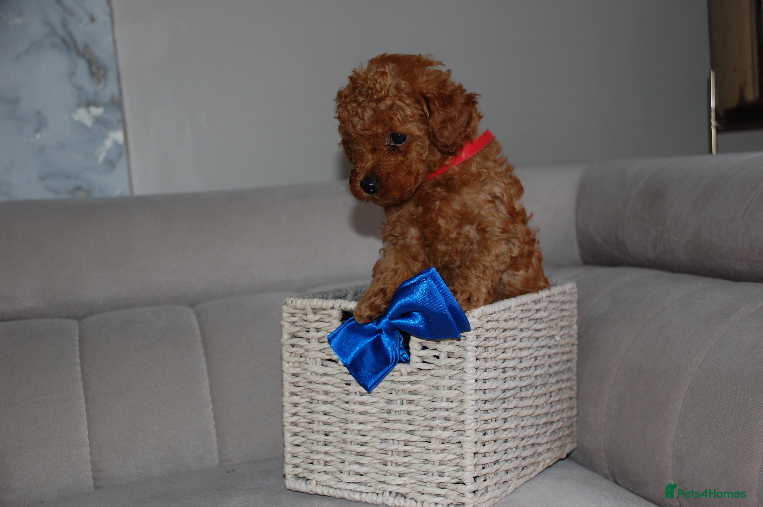 Toy Poodle dogs Beautiful solid red KC toy poodle - Advert 18