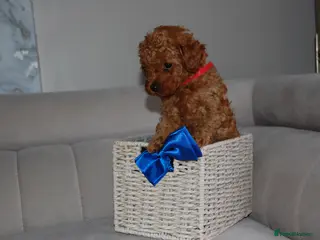 Toy Poodle dogs Beautiful solid red KC toy poodle - Advert 18