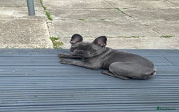 French Bulldog dogs for sale: French bulldog pup girl BLUE 13 weeks old - Image 20