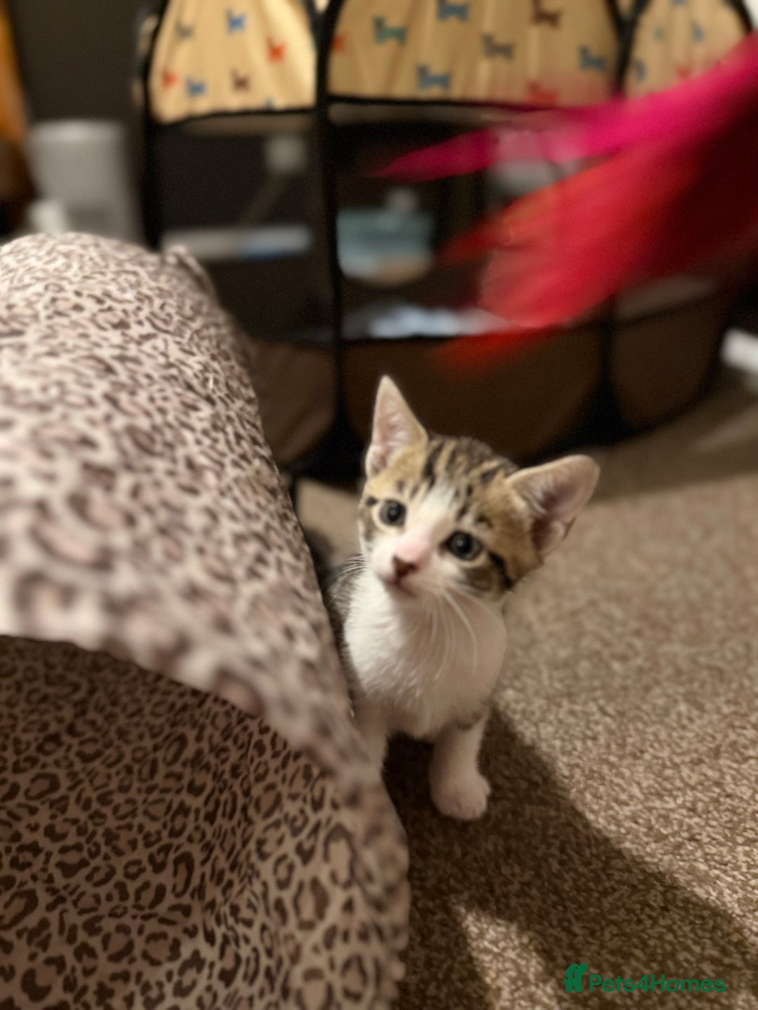 Domestic Shorthair cats for sale: Family-Raised Kittens, Friendly, Playful Ready Now - Image 36