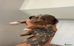 Miniature Dachshund dogs for sale: Dachshund puppy’s forsale  - Image 9