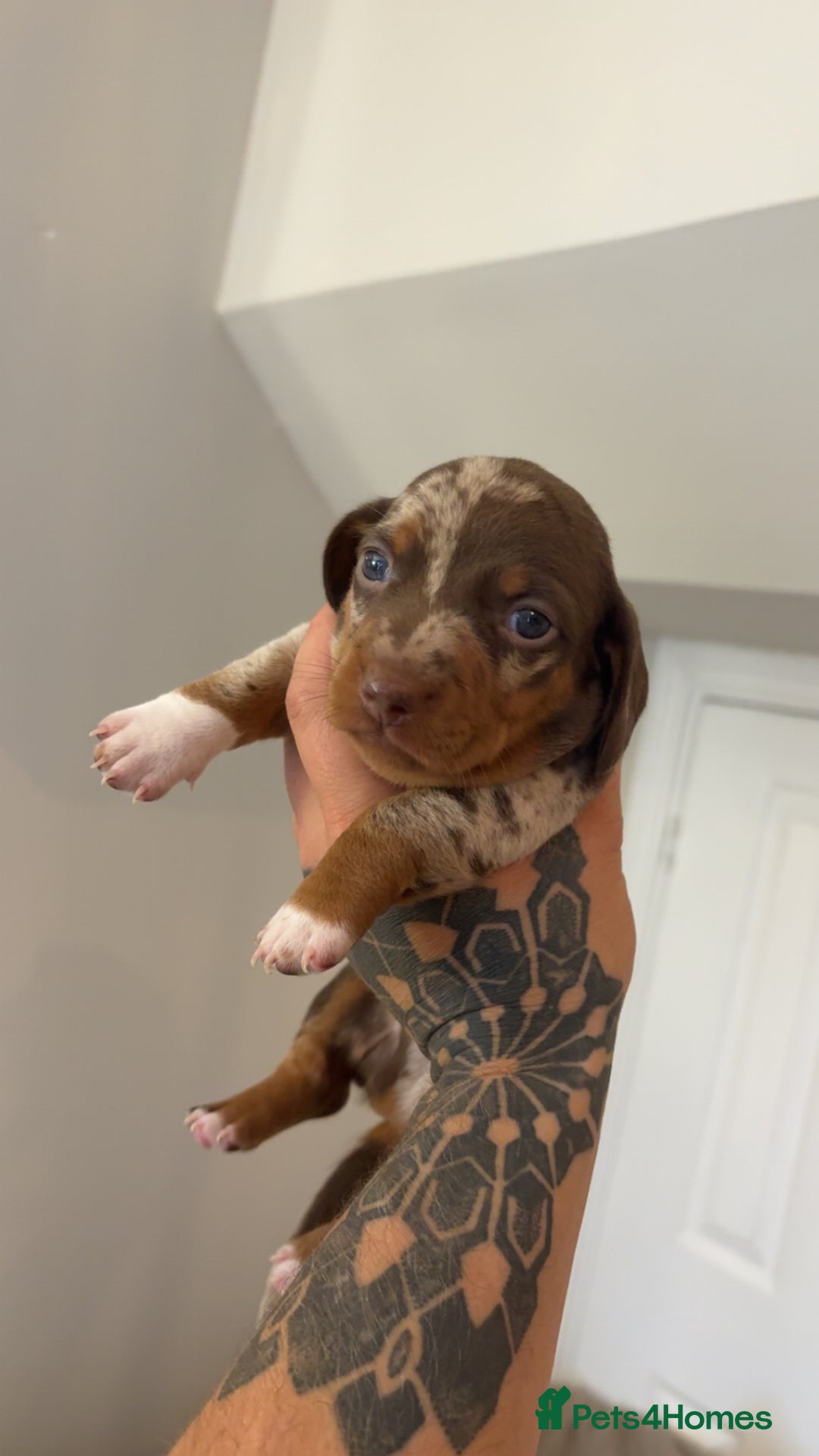 Miniature Dachshund dogs for sale: Dachshund puppy’s forsale  - Image 9