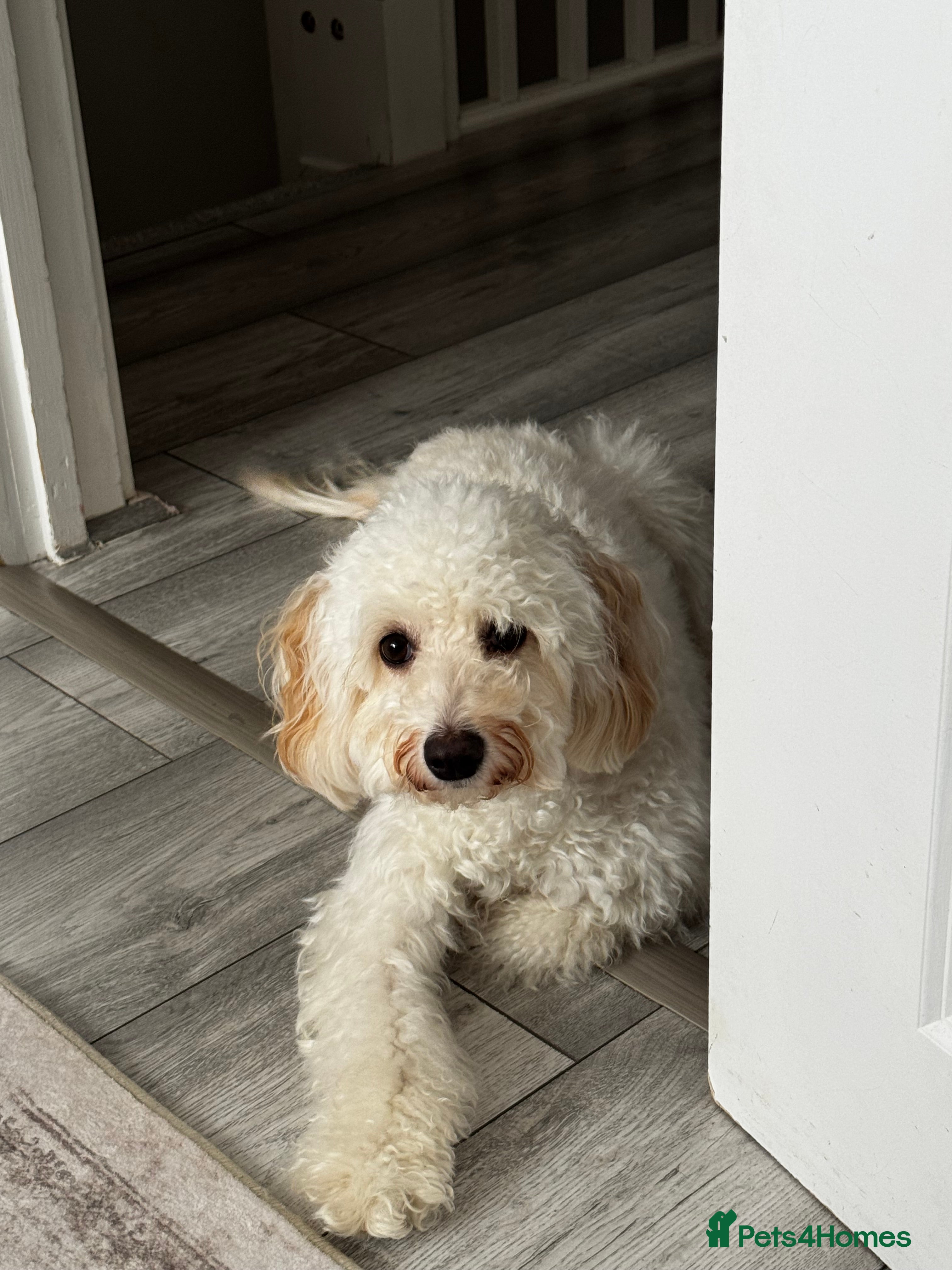 Cockapoo dogs Rehoming - Advert 1