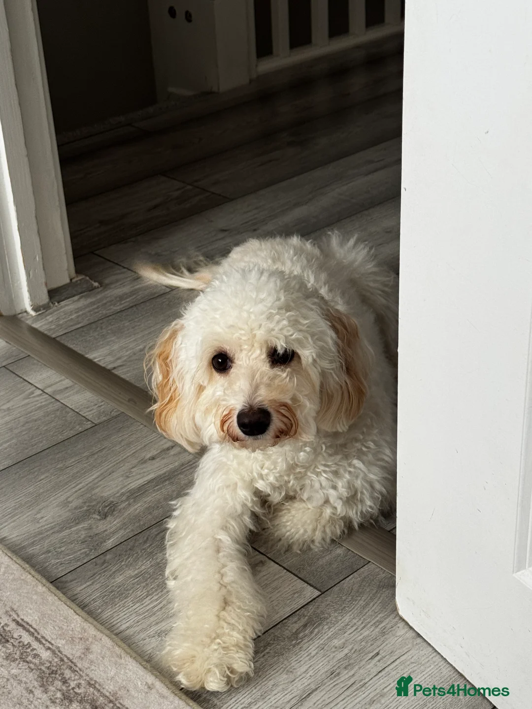 Cockapoo dogs for sale: Rehoming in King's Lynn - Advert 1