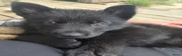German Shepherd dogs for sale: German Shepherd Puppies in Beaworthy - Advert 2
