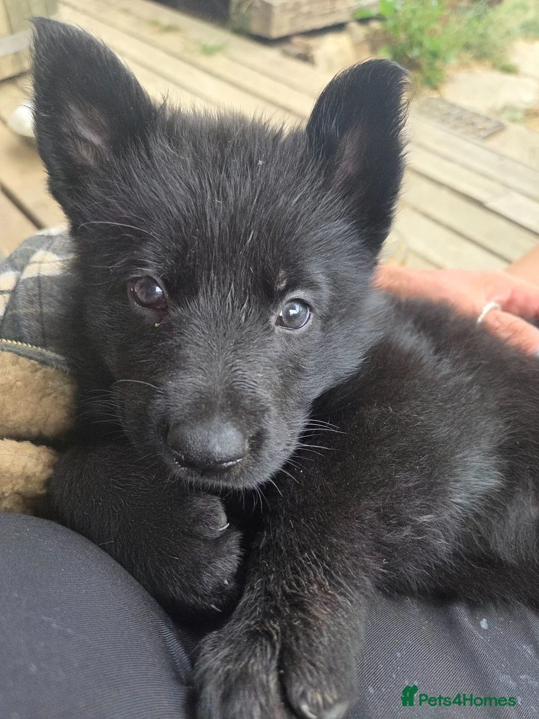 German Shepherd dogs for sale: German Shepherd Puppies in Beaworthy - Advert 2