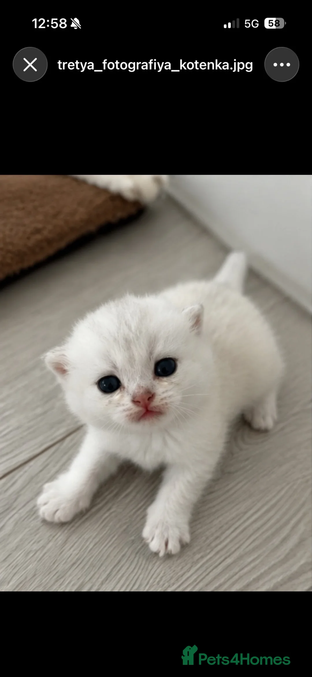Scottish Fold cats for sale: Scottish Kittens Looking for Their Forever Homes  in Watford - Advert 9