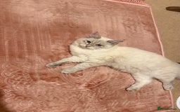 Siberian cats for sale: Siberian < 1 year old - Image 1