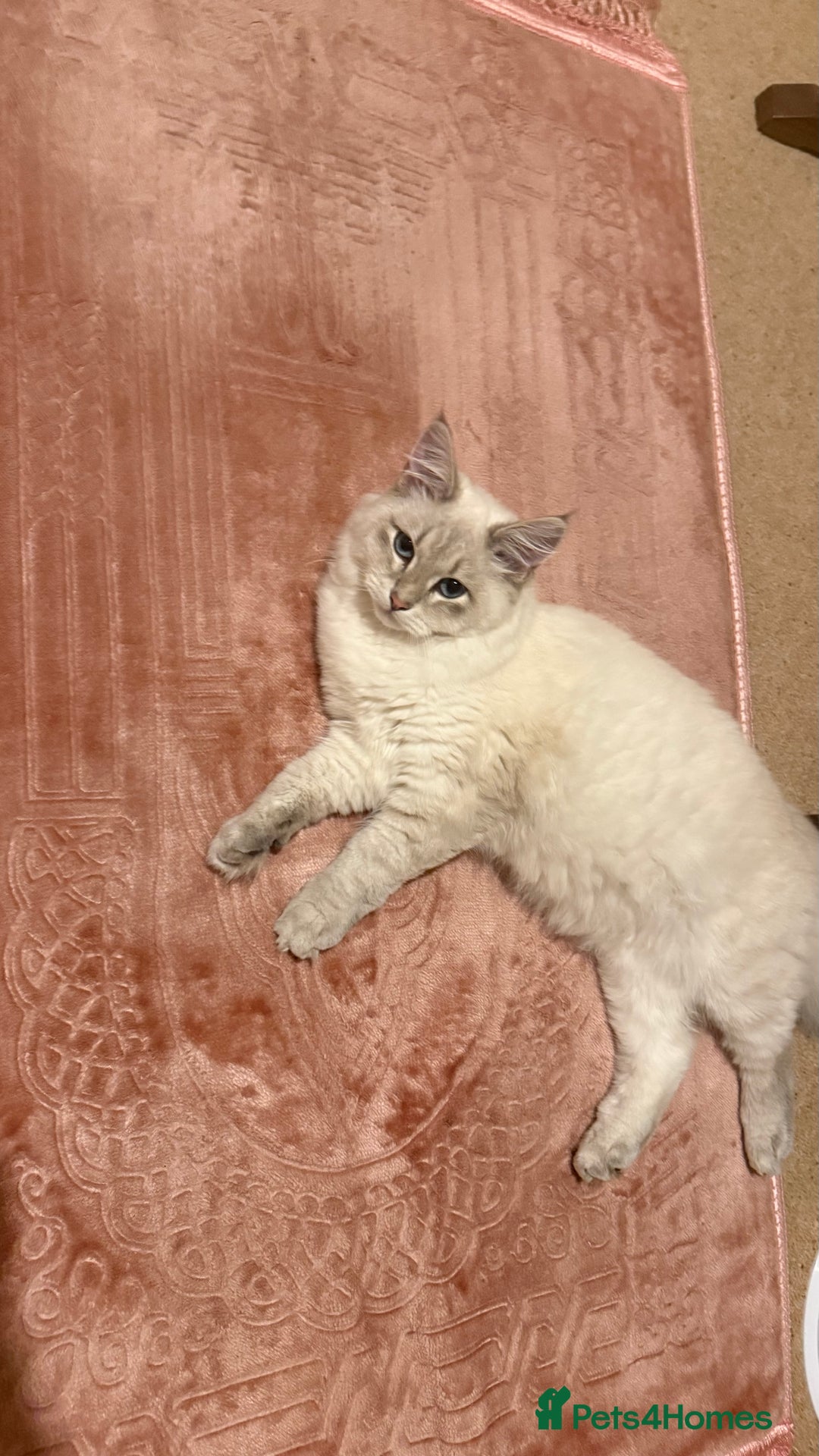 Siberian cats for sale: Siberian < 1 year old - Image 1