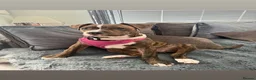 Mixed Breed dogs for sale: Dog for sale  in Liverpool - Advert 4