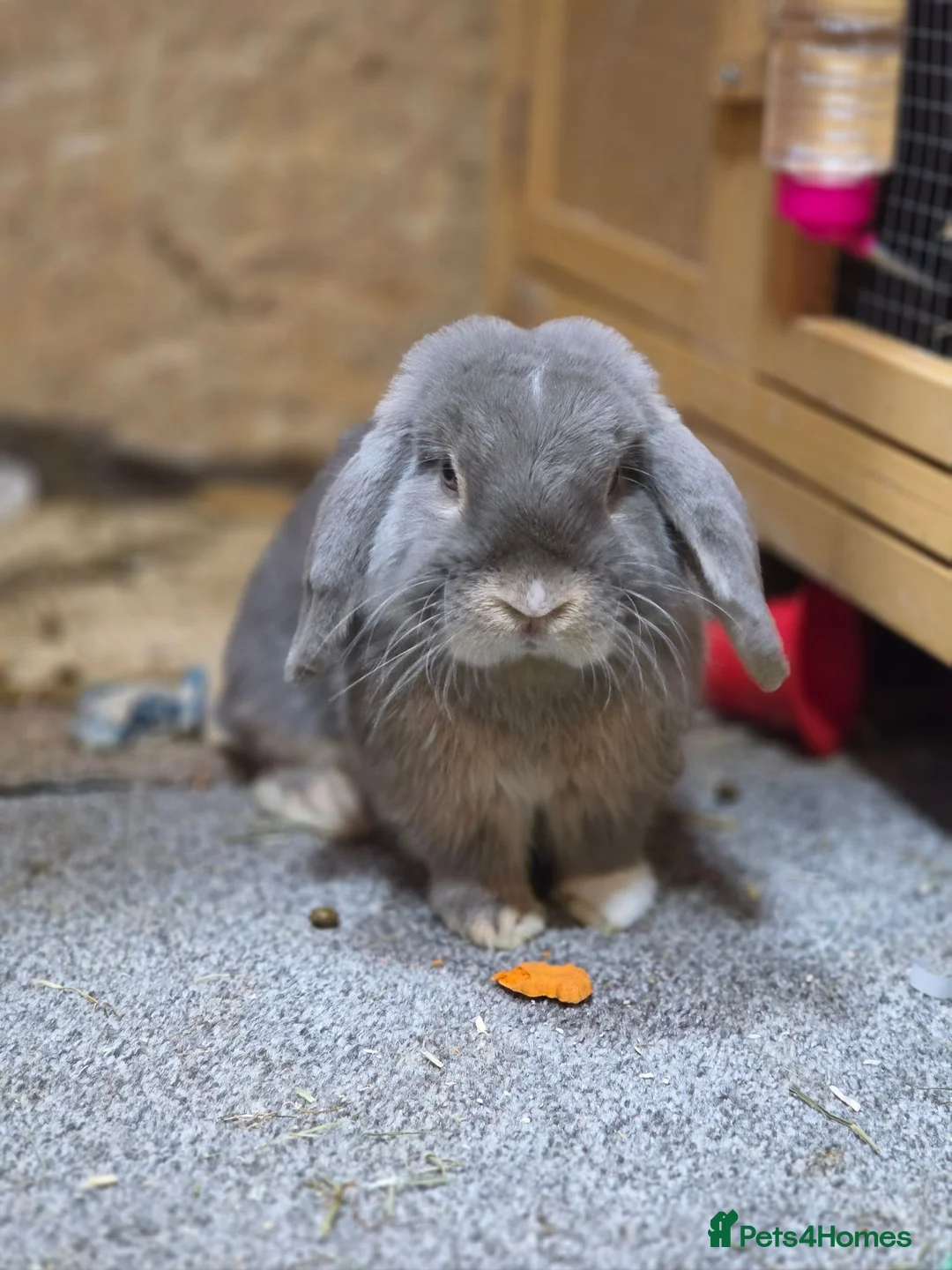 Mini Lop rabbits for sale: Mini lop buck in Neath - Advert 5
