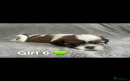 Shih Tzu dogs for sale: 🐶Shih tzu puppies for sale 🐶 - Image 7