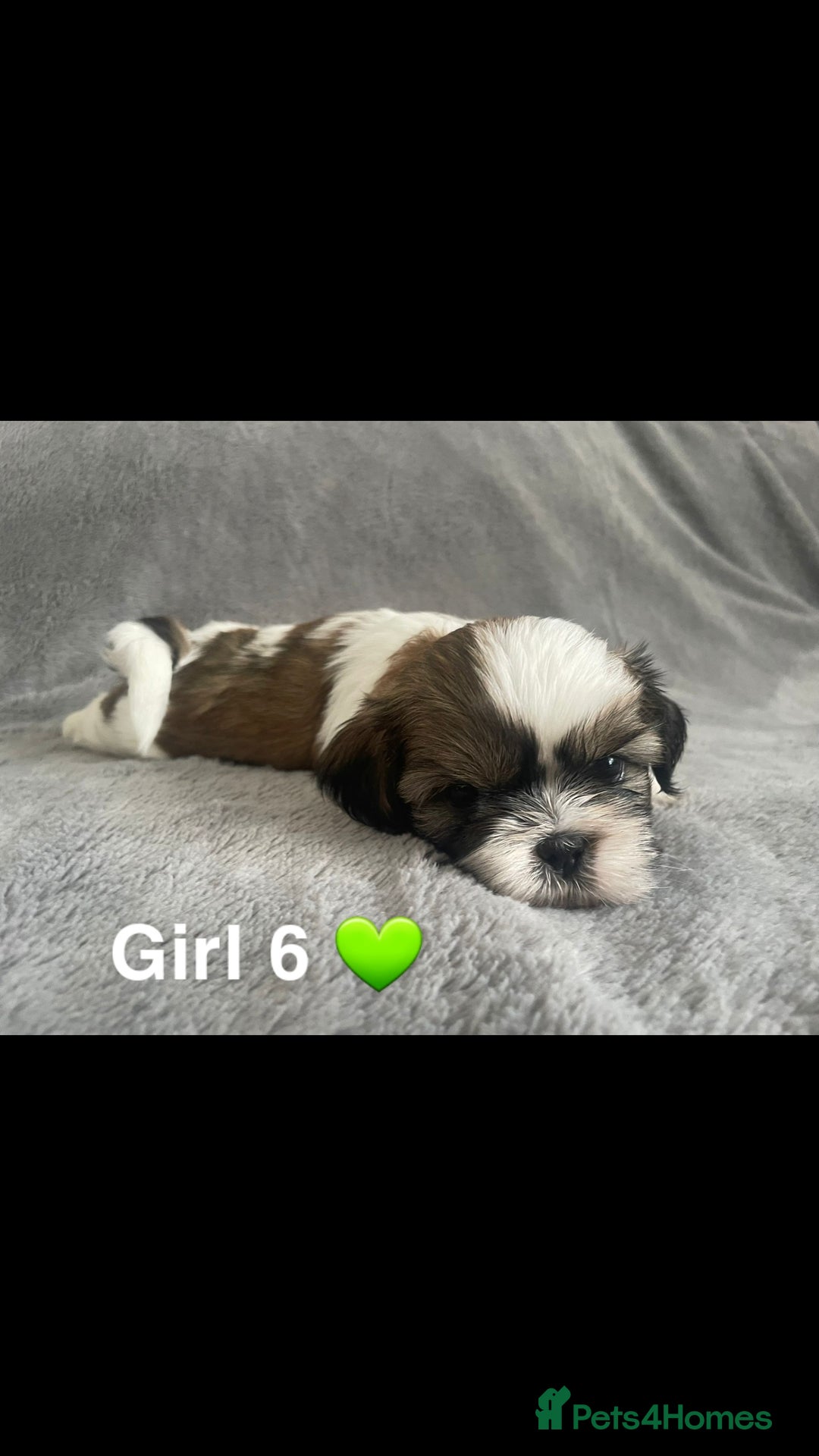 Shih Tzu dogs for sale: 🐶Shih tzu puppies for sale 🐶 - Image 7