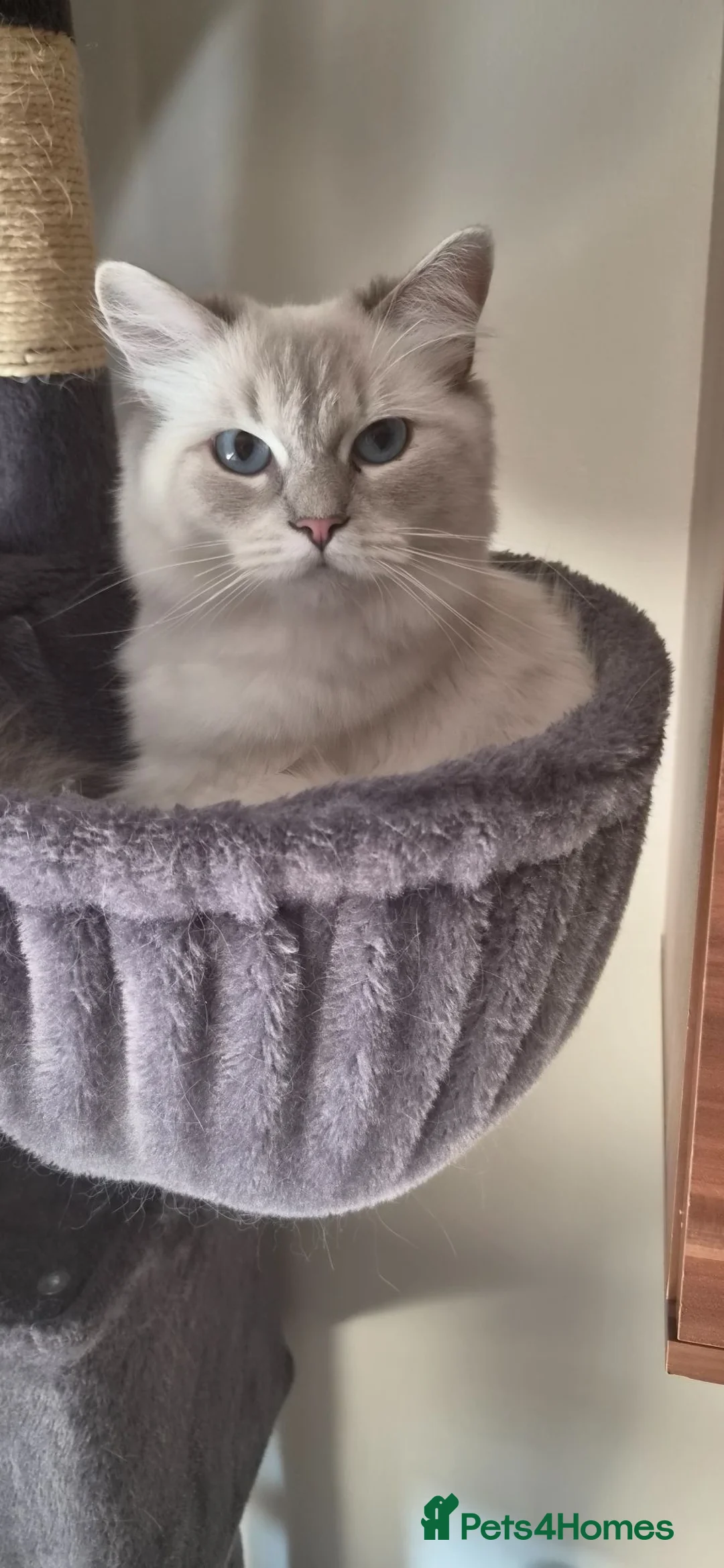 Ragdoll cats for sale: Ragdoll female  - Advert 2