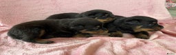 Rottweiler dogs for sale: 🤎🖤🦍 KC REGISTERED 5 ⭐️ BREEDER - Advert 21