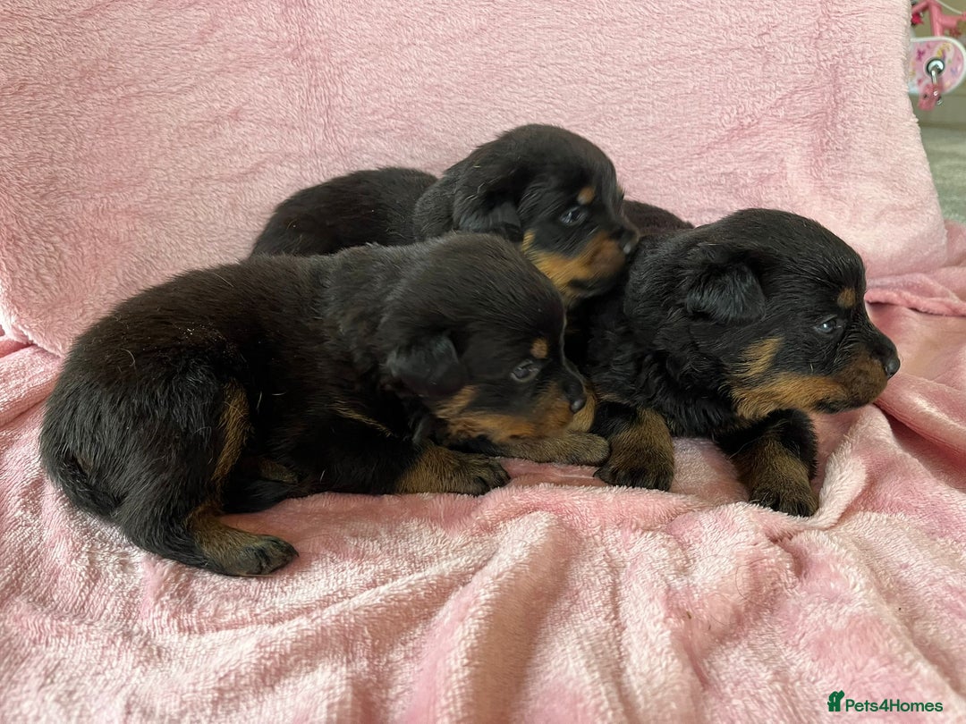 Rottweiler dogs for sale: 🤎🖤🦍 KC REGISTERED 5 ⭐️ BREEDER - Advert 21