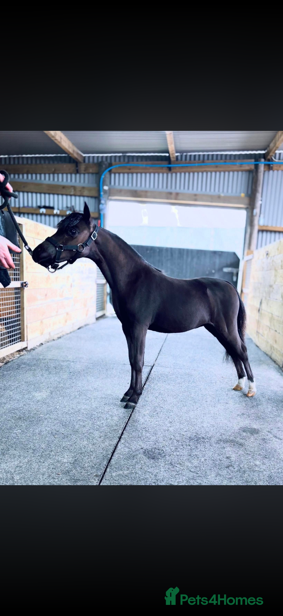 Miniature horses Stunning AMHA Colt  - Advert 1