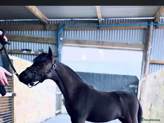 Miniature horses Stunning AMHA Colt - Advert 1