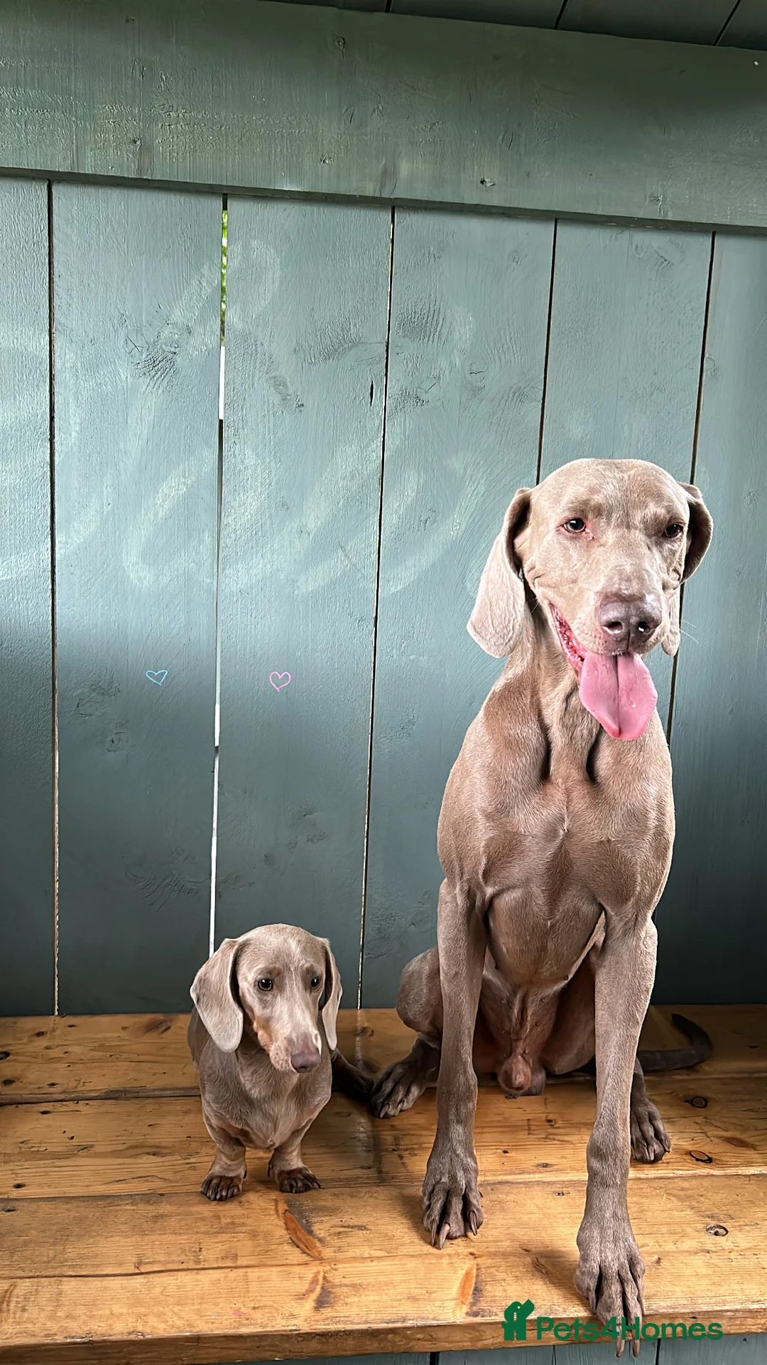 Weimaraner dogs for stud: KING KAISER in Manchester - Advert 12