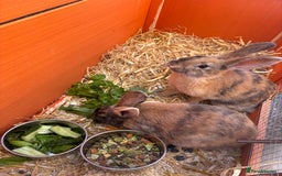 Rex rabbits for sale: rabbits for sale - Image 3