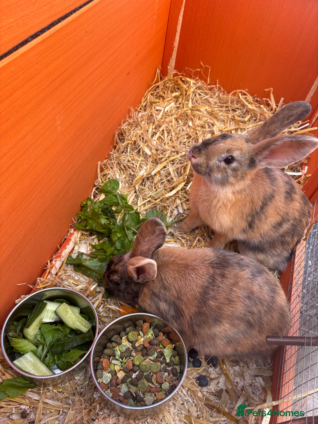 Rex rabbits for sale: rabbits for sale - Image 3