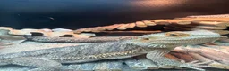 Bearded Dragon reptiles for sale: Bearded dragon  in Spalding - Advert 5