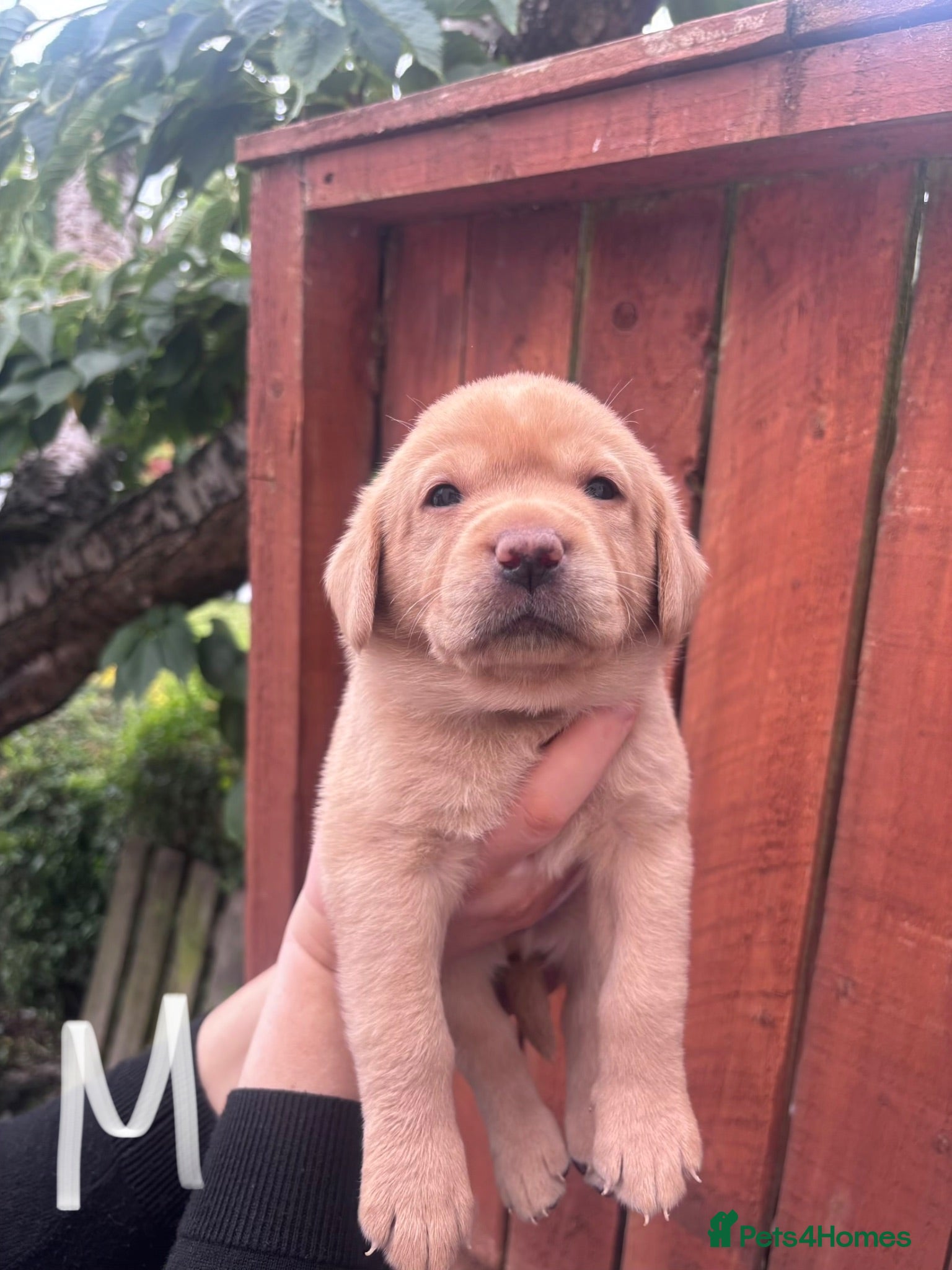 Labrador Retriever dogs KC Labrador pups for sale - Advert 1