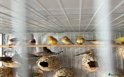 Canaries birds for sale: Bird Cage and Birds - Image 6