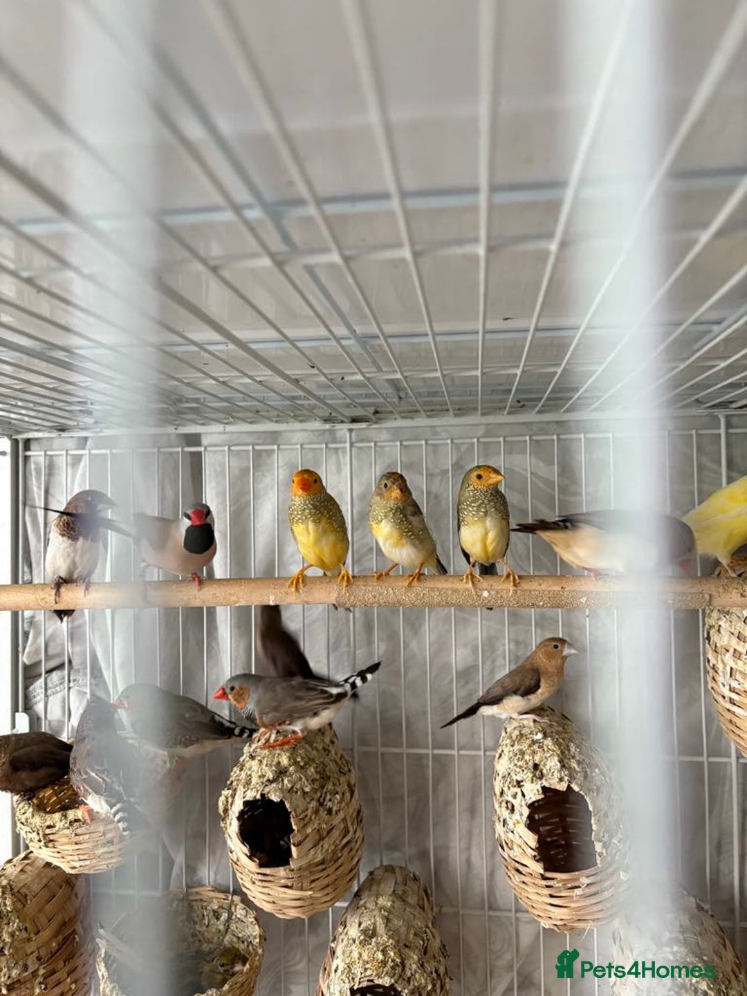 Canaries birds for sale: Bird Cage and Birds - Image 6