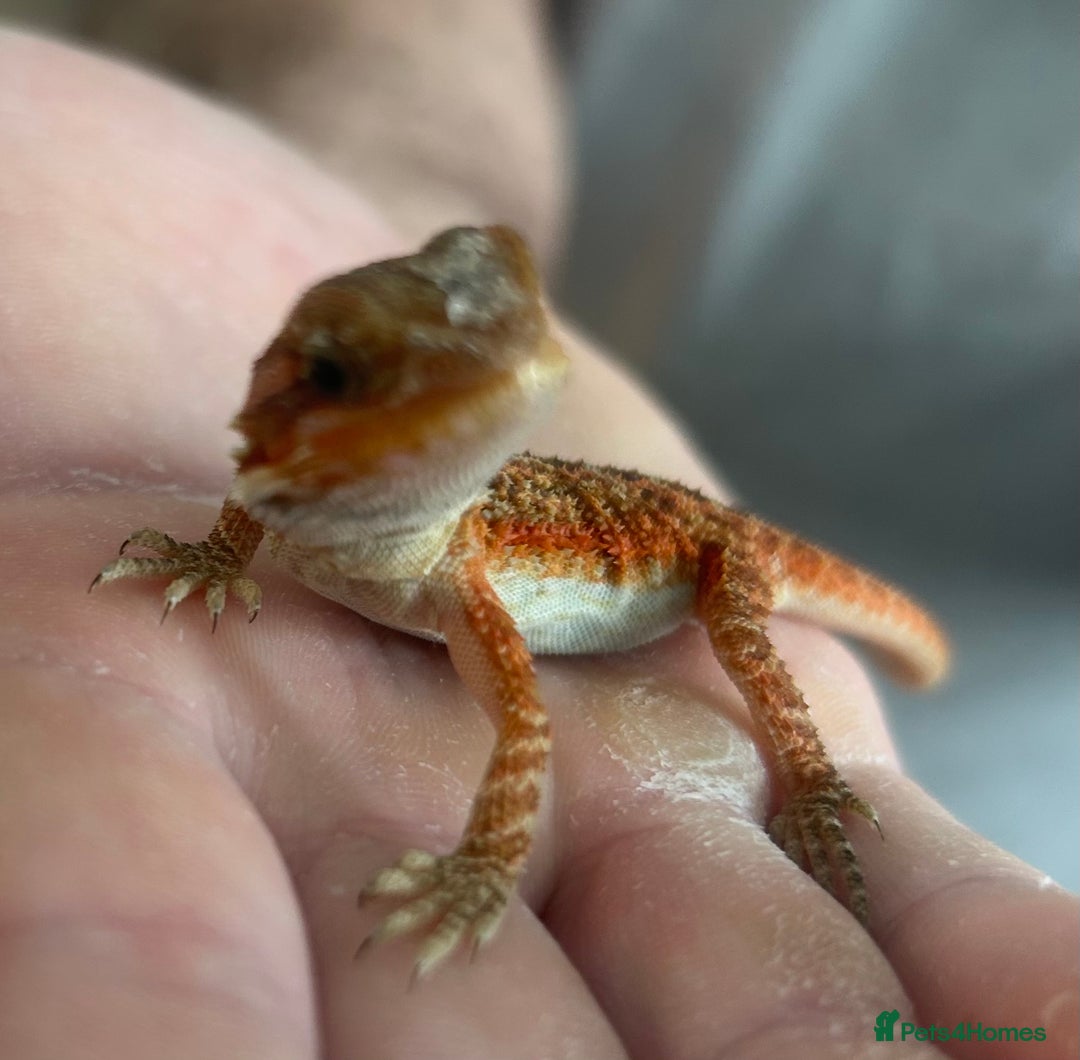 Bearded Dragon reptiles for sale: 15 Baby dearded dragons - Image 25