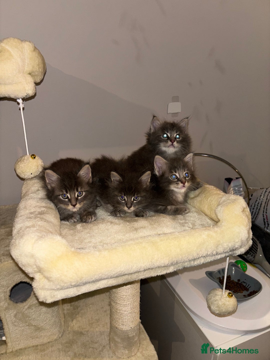 Maine Coon cats for sale: Plush PusZ XXL TICA registered Maine Coon Kittens - Advert 26