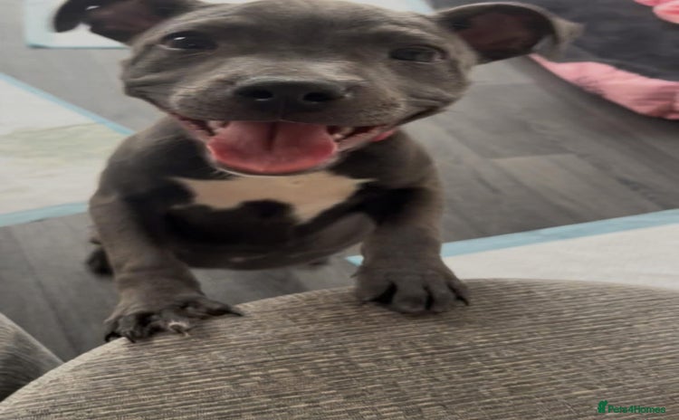 Staffordshire Bull Terrier dogs - Advert 1