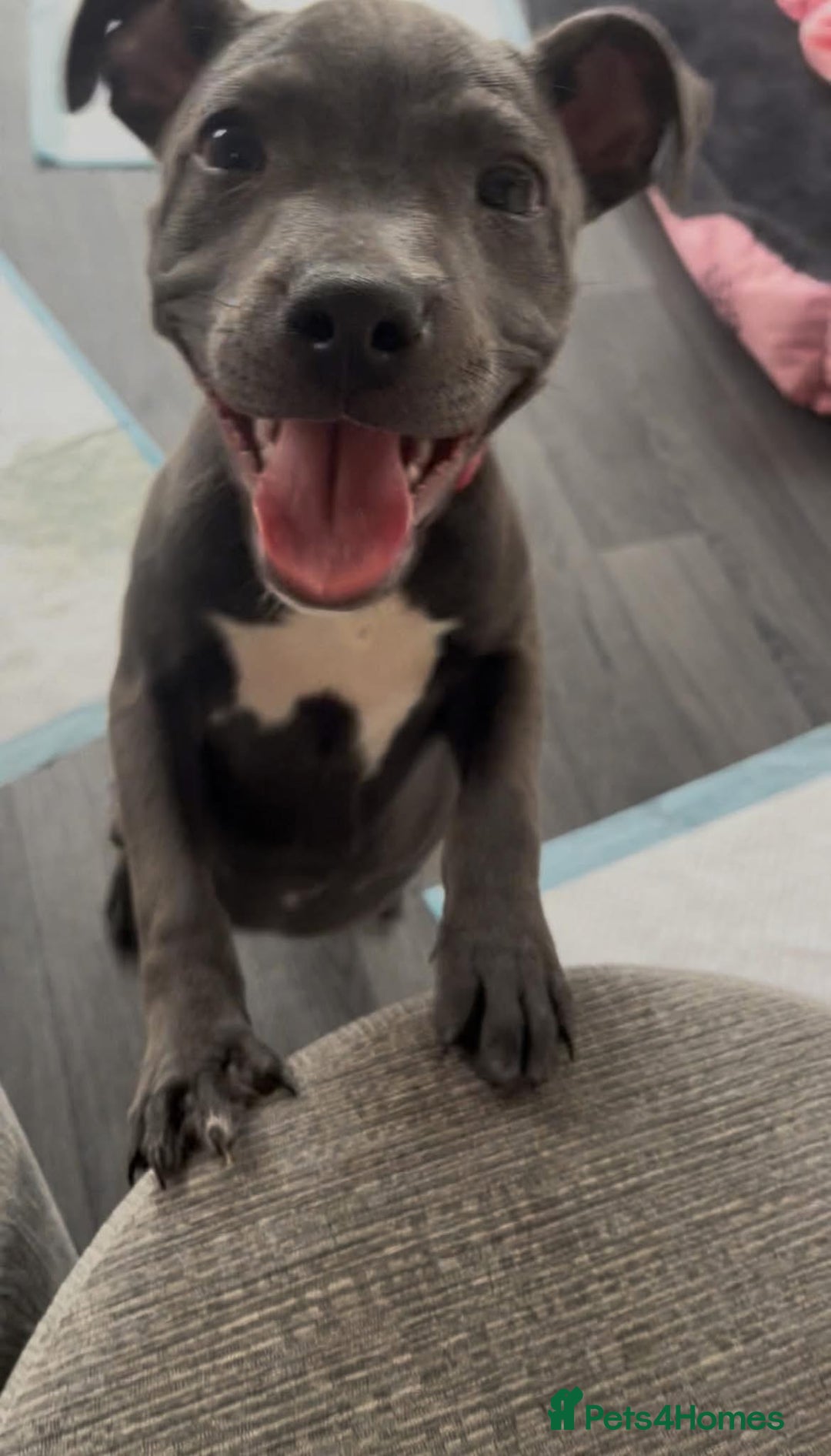 Staffordshire Bull Terrier dogs for sale: Beautiful female Staffordshire bull terrier  - Image 1