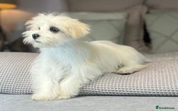 Maltese dogs for sale: Perfect, sweet, petite and handsome young man  - Image 11