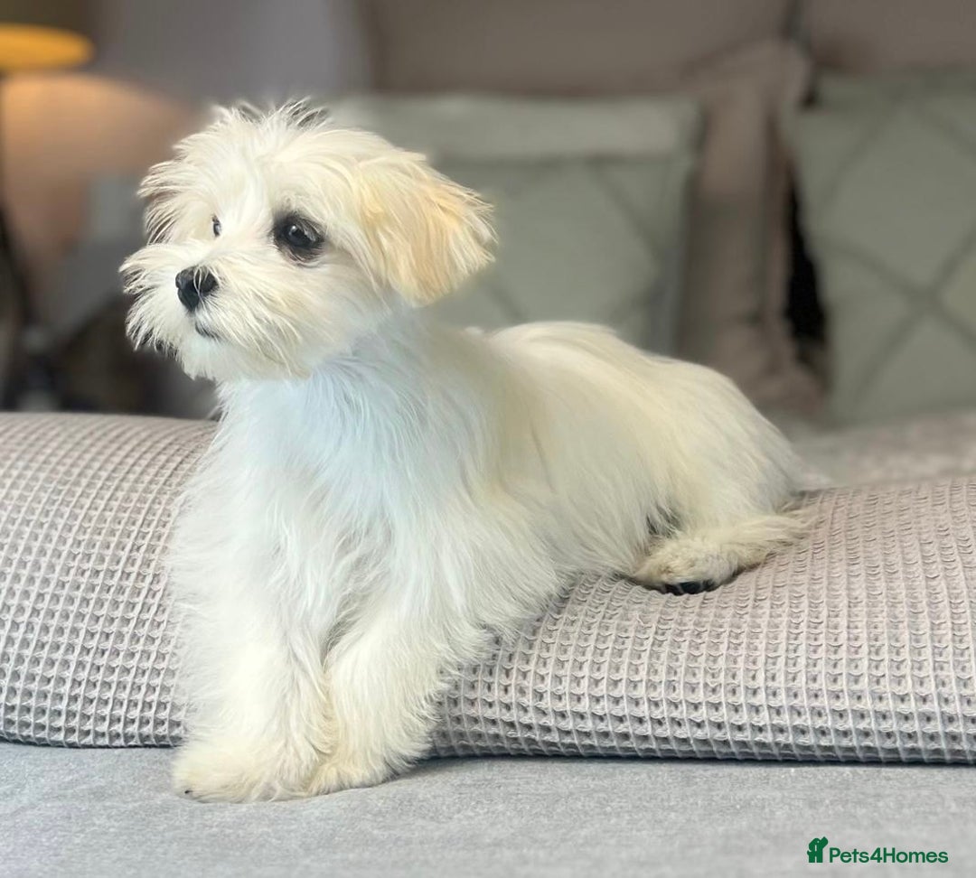 Maltese dogs for sale: Perfect, sweet, petite and handsome young man  - Image 11