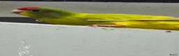 Parakeets birds for sale: Male cinnamon spangle Kakariki for Sale in Wirral - Advert 5