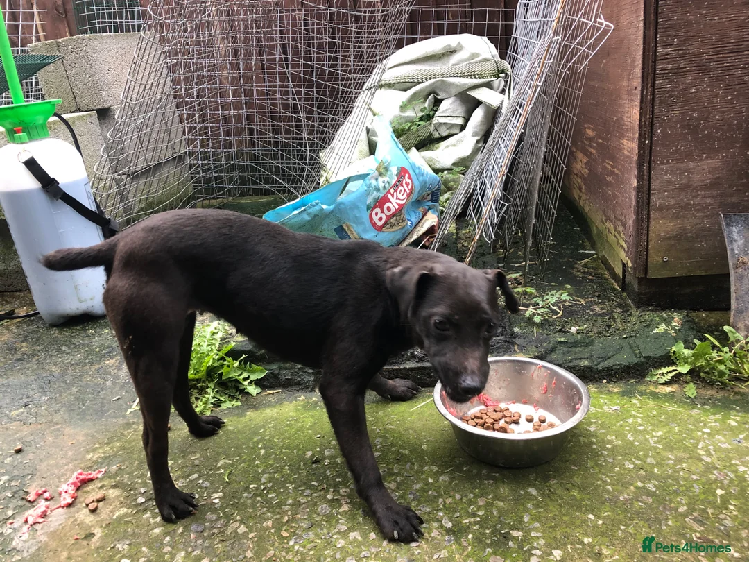 Patterdale Terrier dogs for sale: Patterdale Terriers  - Advert 2