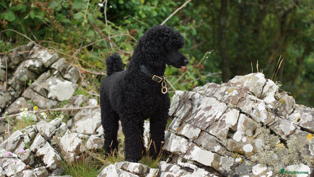 Miniature Poodle dogs for sale: Exquisite quality Min Poodles due August - Image 2
