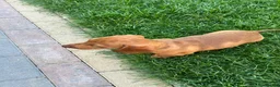 Dachshund dogs for sale: Dachshund is not just dog is your friend forever  - Advert 3