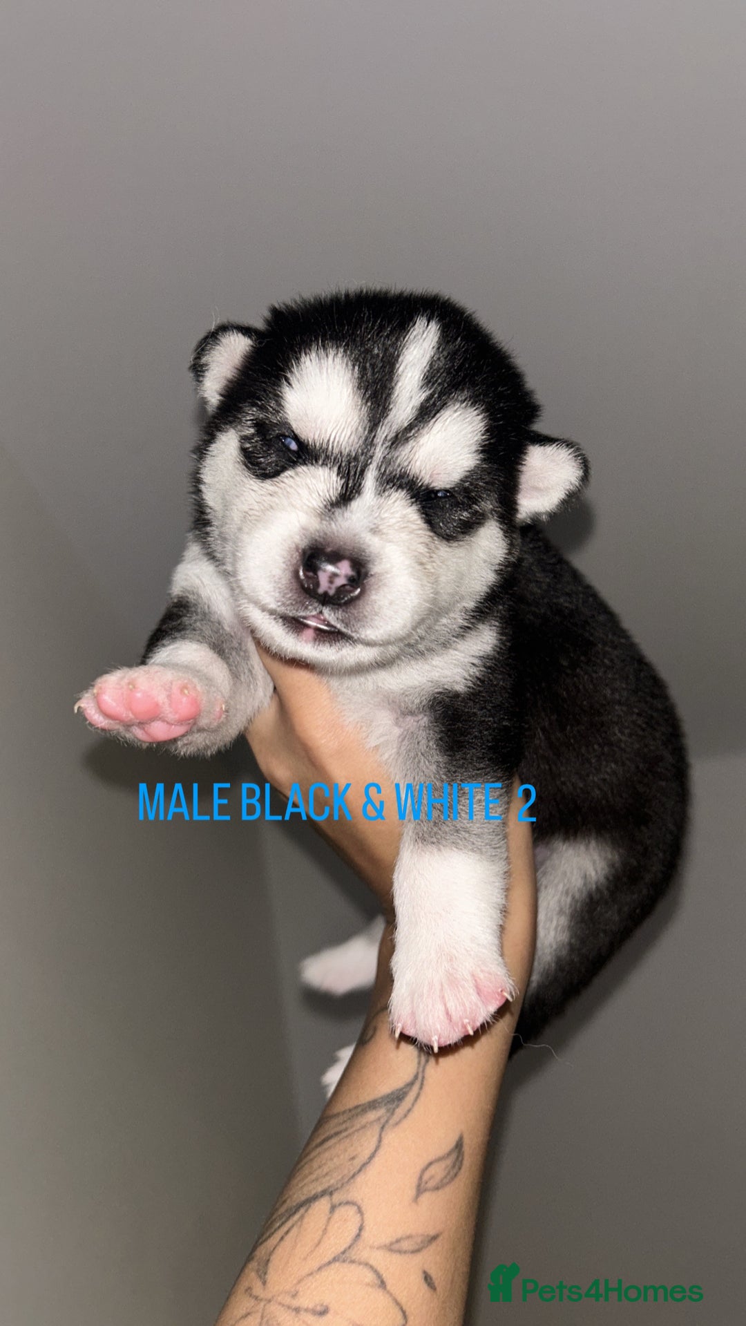Siberian Husky dogs for sale: STUNNING PURE SIBERIAN HUSKY PUPPIES  - Advert 12